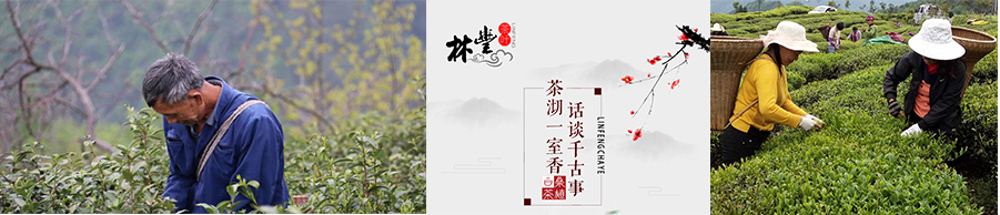 張家界林豐茶葉開(kāi)發(fā)有限公司,張家界茶葉開(kāi)發(fā),茶葉種植,桑植白茶加工,帥湘紅銷售