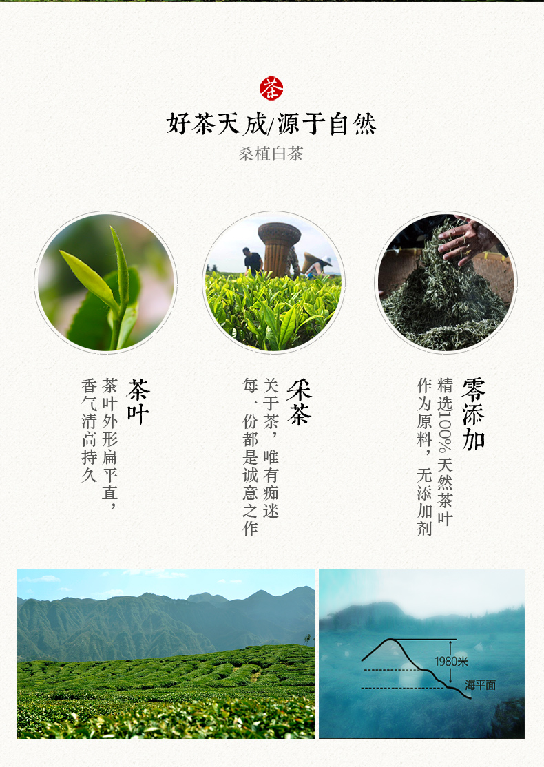 張家界林豐茶葉開(kāi)發(fā)有限公司,張家界茶葉開(kāi)發(fā),茶葉種植,桑植白茶加工,帥湘紅銷(xiāo)售